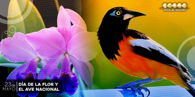 Venezuela celebra Día de la Flor y el Ave Nacional símbolos del patrimonio natural