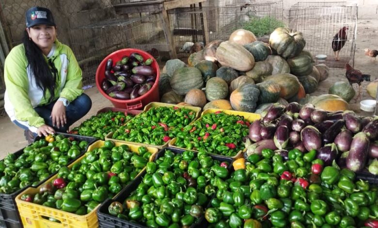 Clap productivos de Tucupita cosechan hortalizas para 500 familias deltanas