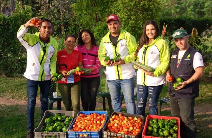 Anzoátegui: Inicia cosechas de hortalizas en municipio Simón Bolívar