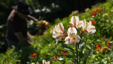 Comuneros de Galipán preservan semillas autóctonas de flores y alimentos