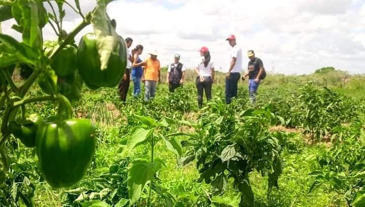Anzoátegui: Clap productivos del municipio Freites comenzaron el ciclo de cosechas