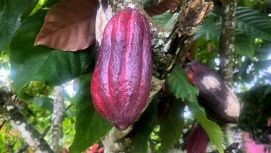 Aragua: Comuna de Ocumare de la Costa preserva cultivos de cacao ancestral
