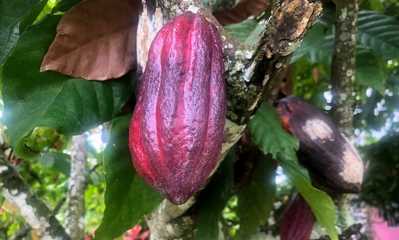 Aragua: Comuna de Ocumare de la Costa preserva cultivos de cacao ancestral