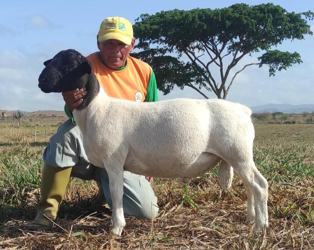 Zulia: Plan de Siembra, Multiplicación de Semillas y Mejoramiento Genético de Ovinos y Caprinos 2024 se inició en Mara