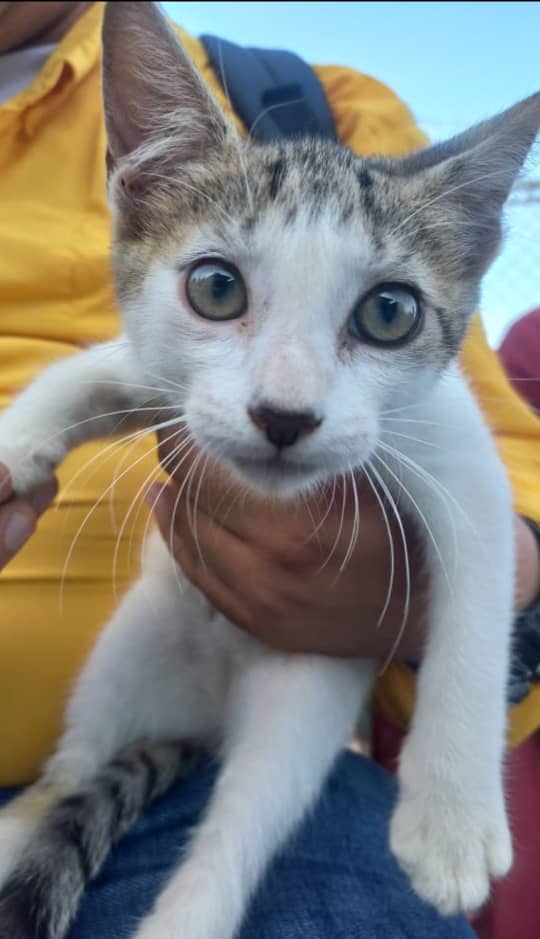 En el municipio Colón la misión Nevado efectuó exitosa jornada de medicina veterinaria integral