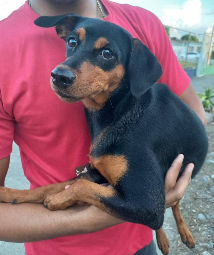 En el municipio Colón la misión Nevado efectuó exitosa jornada de medicina veterinaria integral