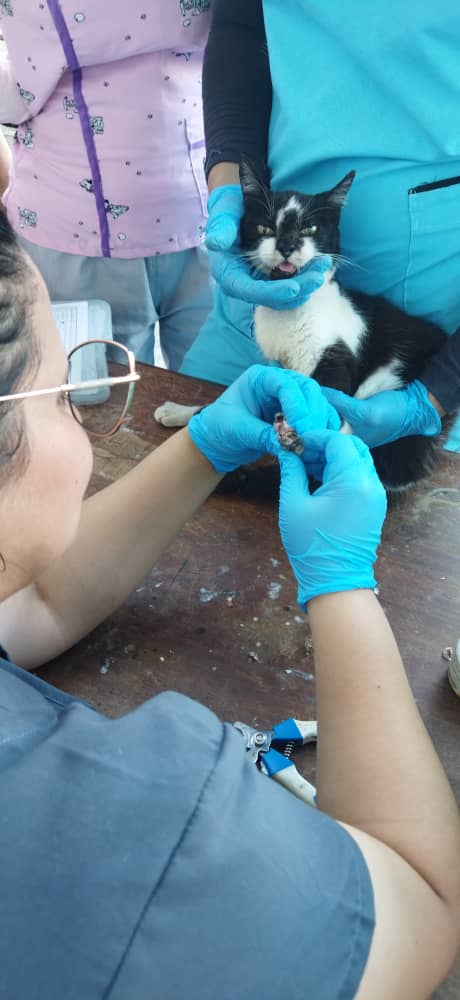 En el municipio Colón la misión Nevado efectuó exitosa jornada de medicina veterinaria integral