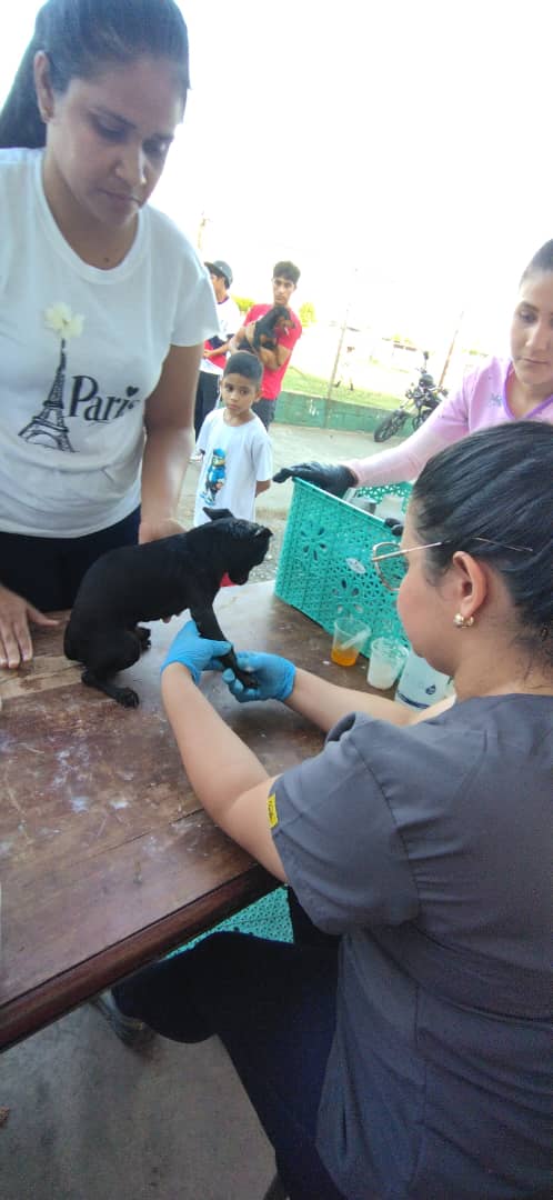 En el municipio Colón la misión Nevado efectuó exitosa jornada de medicina veterinaria integral