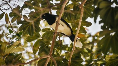 Zulia: Liberan más de 100 aves silvestres en el Jardín Botánico de Maracaibo para fortalecer la biodiversidad