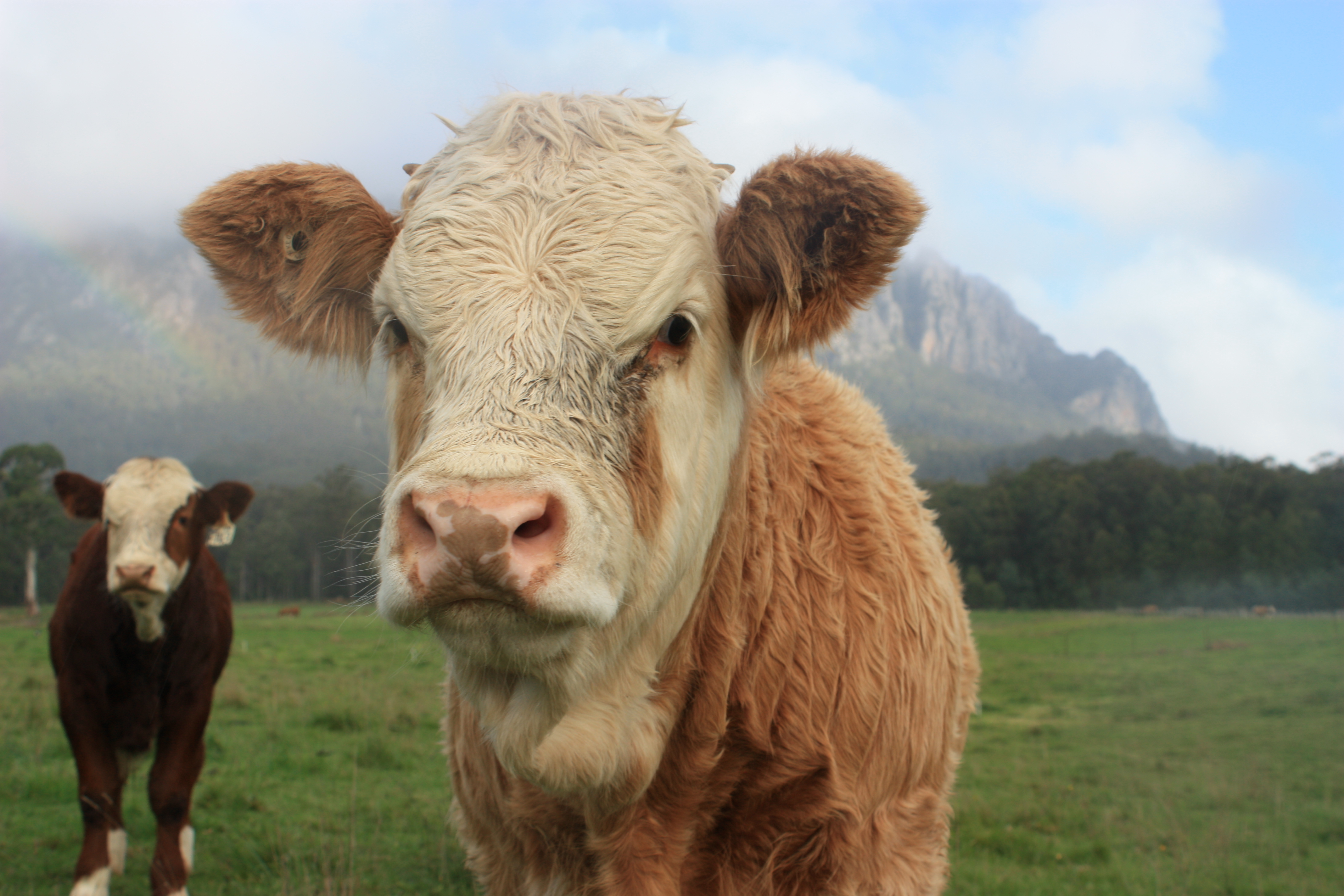 Vacas