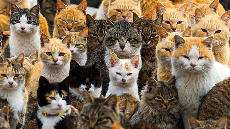 gatos