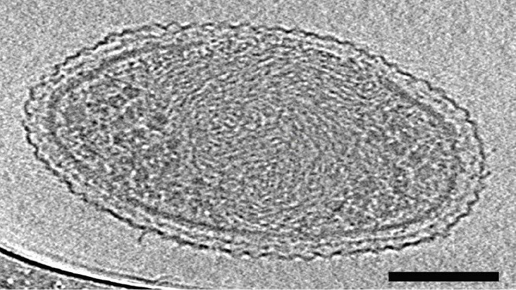 micro