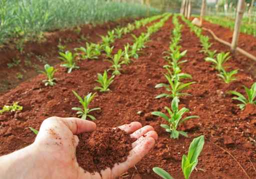 neolaureati-ingegneri-agraria-economia