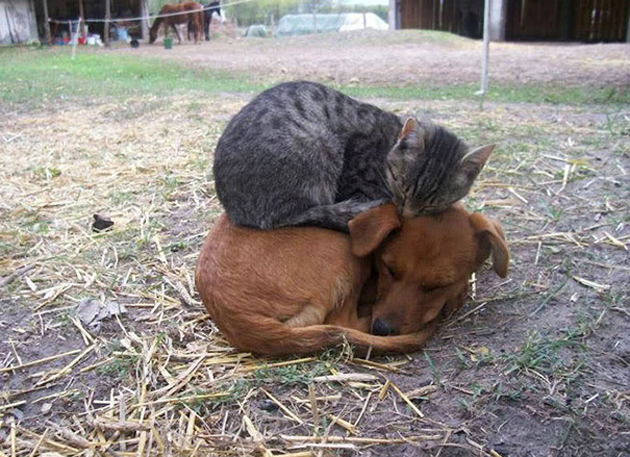 CATDOG1