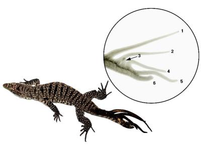 lagarto6_0
