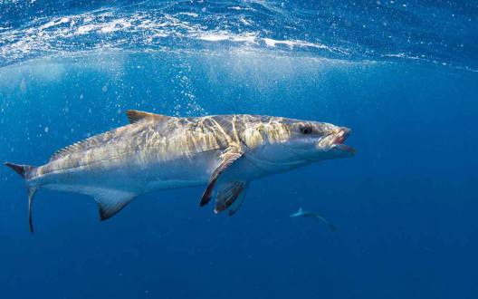 feature1cobia