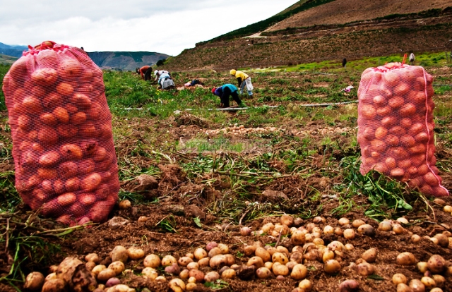 Foto 1 Los productores agrícolas del páramo cuentan con un aliado para mejorar la genética de la papa
