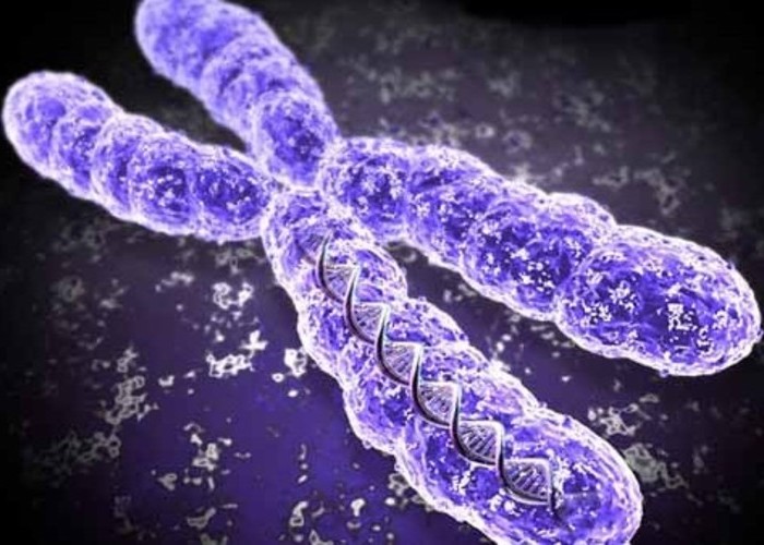 CRISPR-ADN