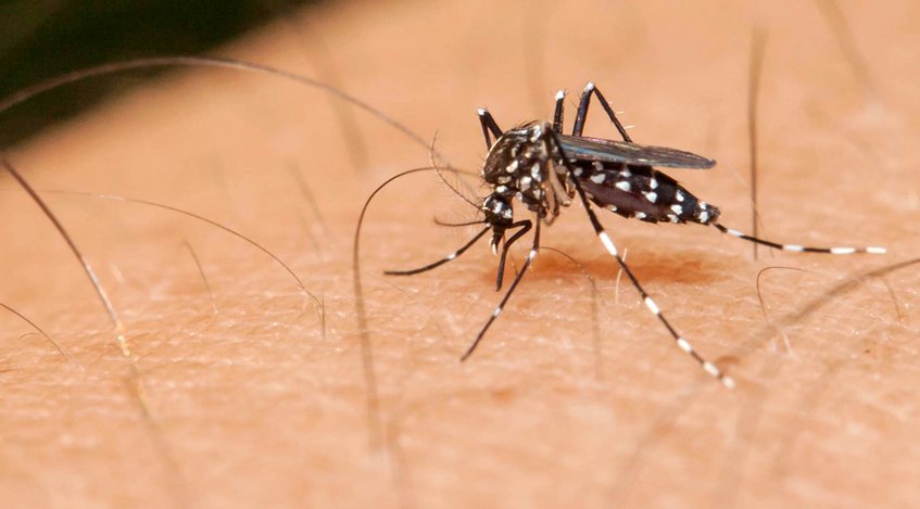 malaria