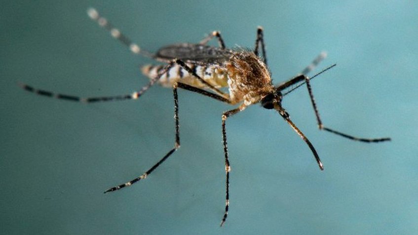 mosquito malaria