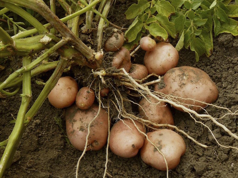 Papas