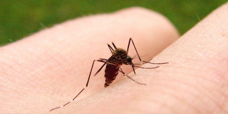 alimentos-que-te-hacen-apetitosa-para-los-mosquitos