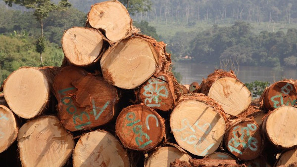 exportacion-de-madera