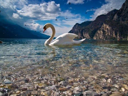 cisnes