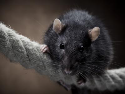 alargan-vida-ratones_0