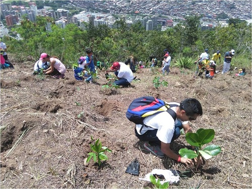 Reforestación
