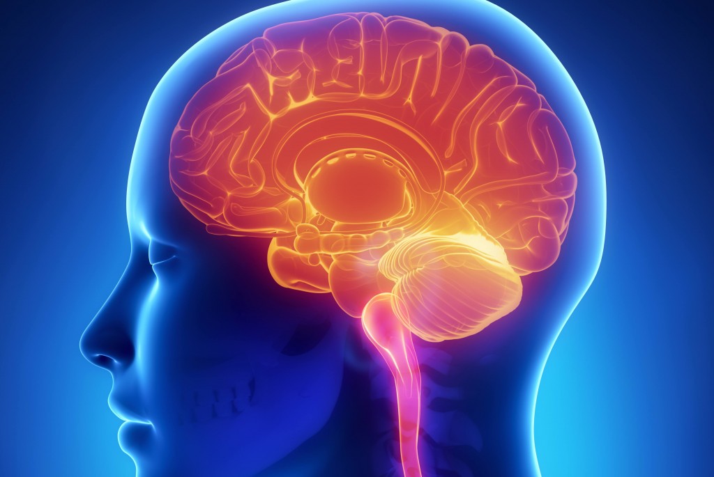 brain-function-1024x685