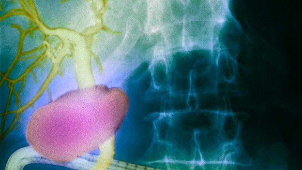 nuevo_organo_cuerpo_humano