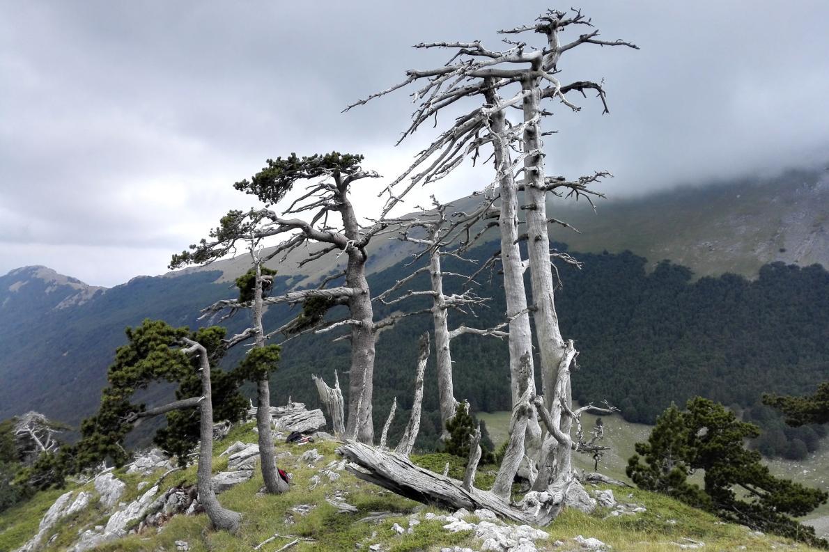 1europe_oldest_tree