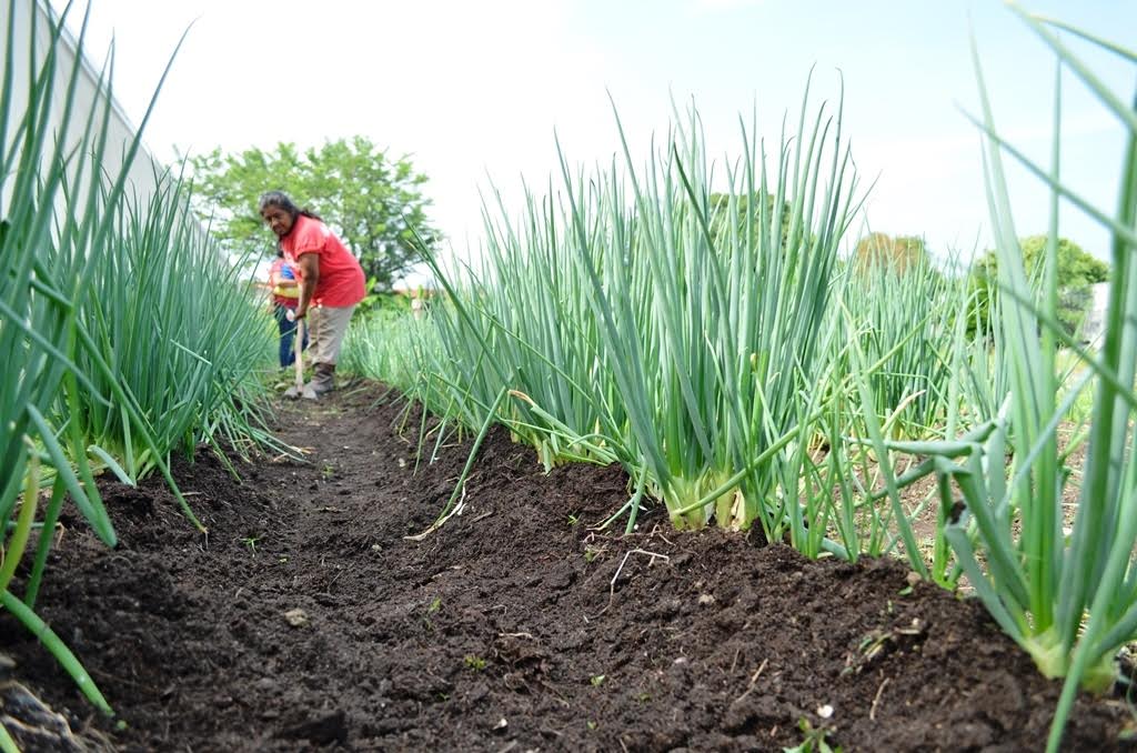agricultura