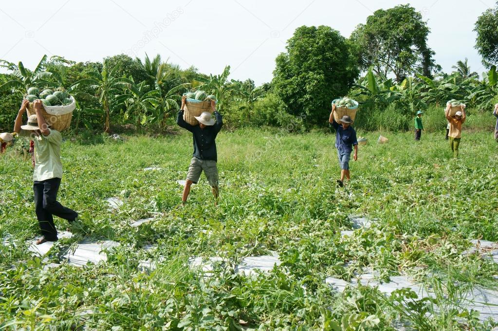 depositphotos_79227568-stock-photo-asian-farmer-agriculture-field-vietnamese