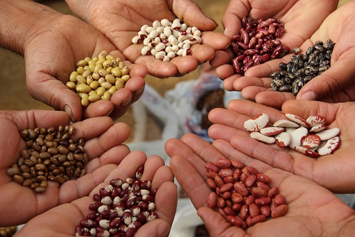 semillas en nuestras manos biodiversidad seguridad y soberanu00eda