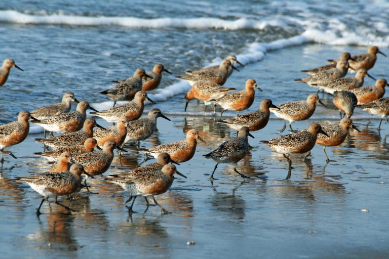 Red-Knot_Calidris_canutus_RWD3-768x512