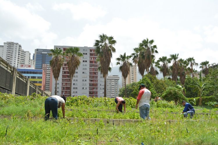 Agricultura-Urbana-750x501
