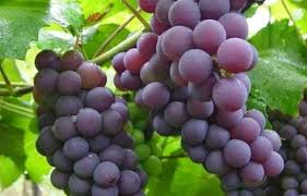 images (1)