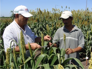 sorgo_hibrido01