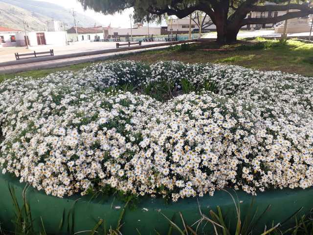Plantas ornamentales en la Plaza Bolívar de Mucuchíes
