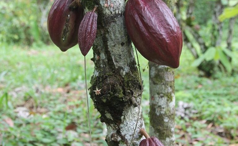 Barlovento se realizó el Plan de Renovación de Cultivos de cacao