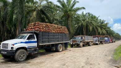 Producción de Palma Aceitera se desarrolla con normalidad en el Sur del Lago