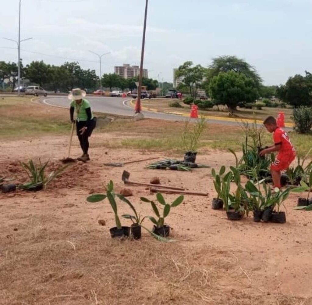 Jornada especial de arborización se despliega enla circunvalación Nº 1 en Maracaibo