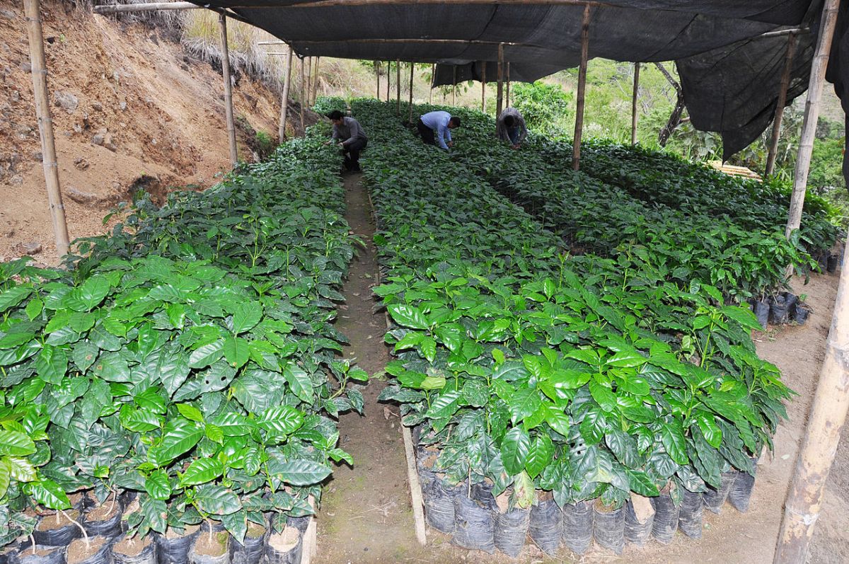 Se Reactiva Producción Agropecuaria 