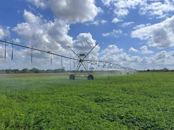 Se Reactiva Producción Agropecuaria 