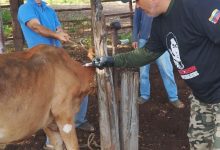 Vacunados más de 2.600 animales contra la fiebre aftosa en Maracaibo