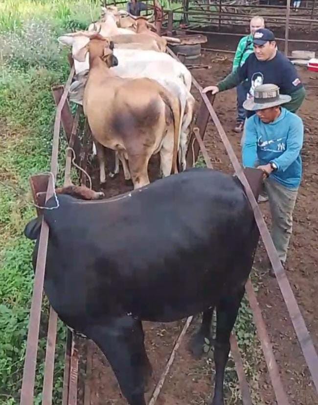 Vacunados más de 2.600 animales contra la fiebre aftosa en Maracaibo