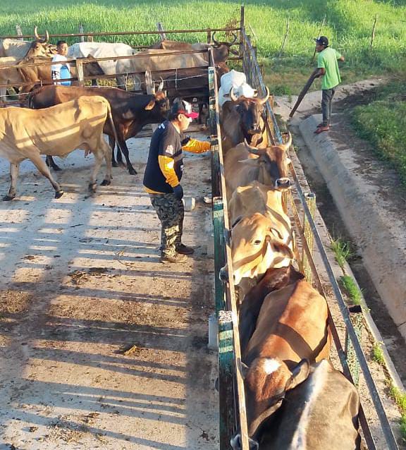 Vacunados más de 2.600 animales contra la fiebre aftosa en Maracaibo