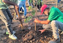 Sembrados más de 300 árboles por 332° aniversario de Guacara